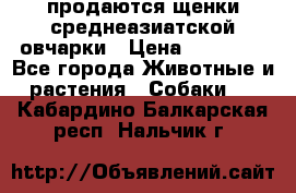 продаются щенки среднеазиатской овчарки › Цена ­ 30 000 - Все города Животные и растения » Собаки   . Кабардино-Балкарская респ.,Нальчик г.